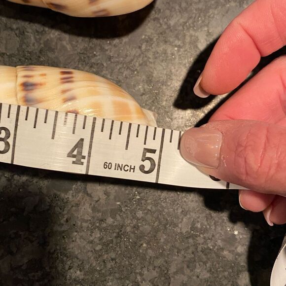 Shell Handle Serving Set Marlin Spike Auger Seashell - Picture 10 of 10